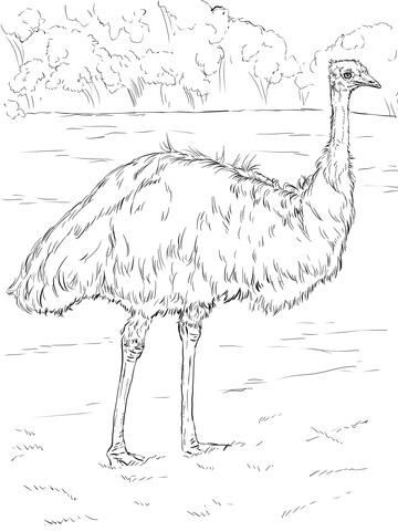 Realistic Emu Coloring Page